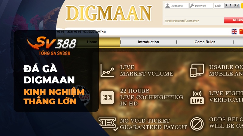 Đá gà Digmaan | Link xem đá gà Digmaan LIVE