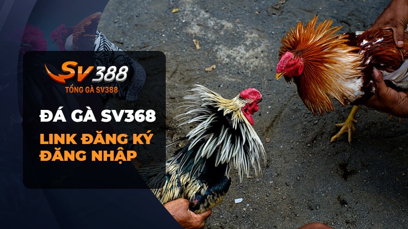 Đá gà SV368 | Link đăng ký & đăng nhập đá gà SV368