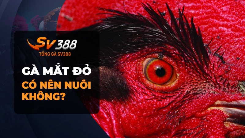 Gà chọi mắt đỏ có tốt không? Có nên nuôi gà chọi mắt đỏ?